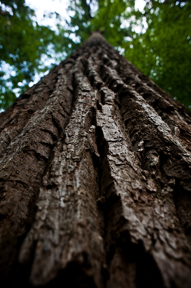 Joyce Kilmer's famous forest turns 75, even as the quick death of area