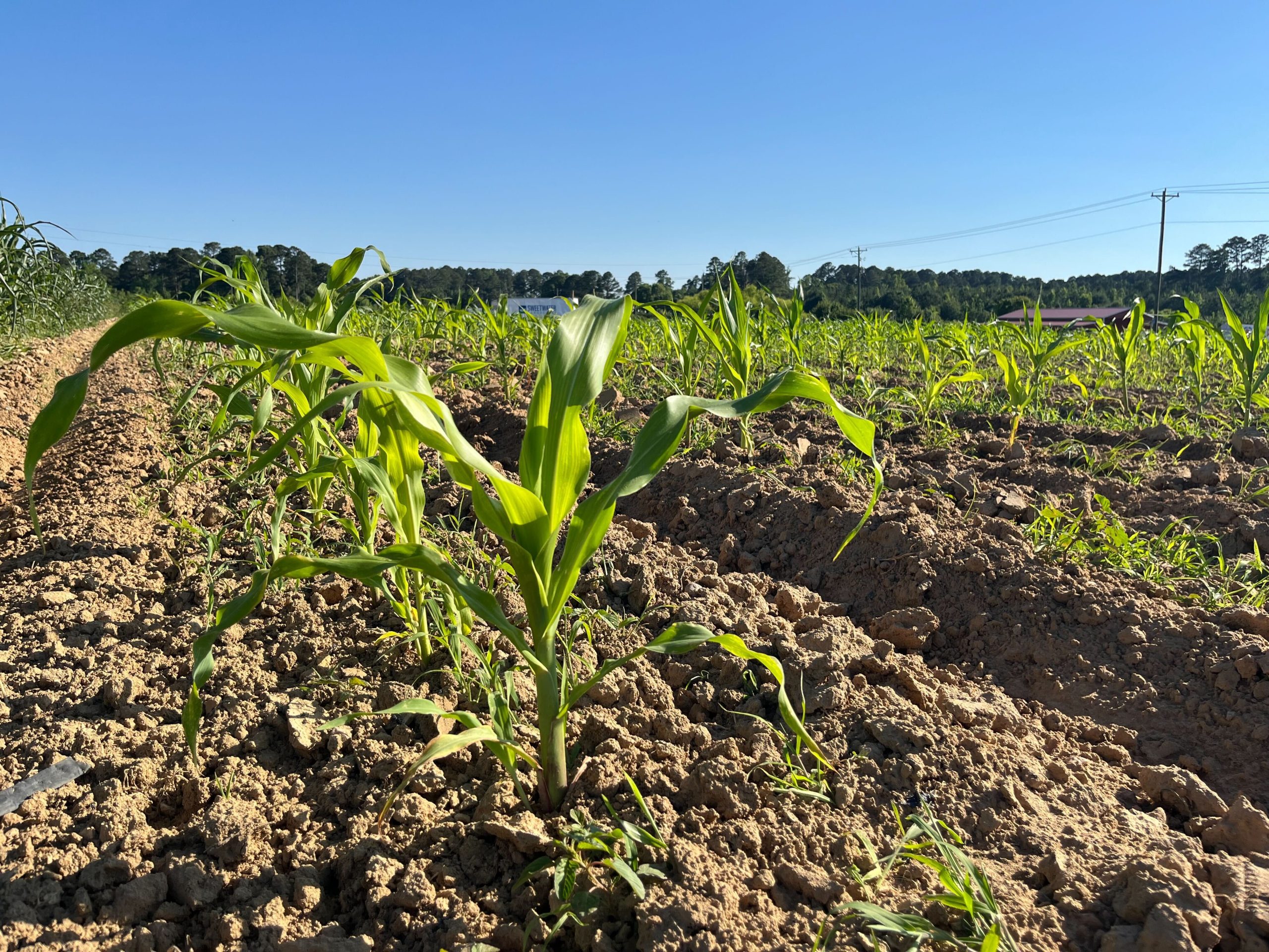 Dry spell. Large parts of NC cope with months of low rainfall.